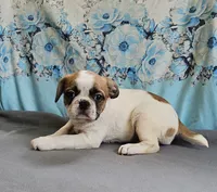 Oscar Pie, a male French Bulldog and Cavalier King Charles Spaniel for sale in Clyde, NY – 2 of 2