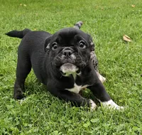 SALE! Mini Dolly Dimples, a female English Bulldog and French Bulldog for sale in Clyde, NY – 3 of 8