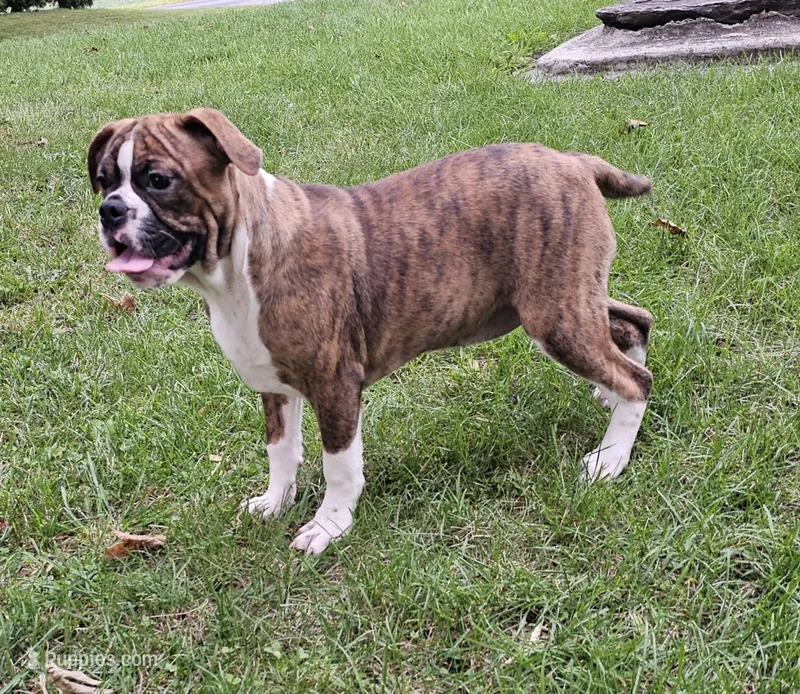 SALE! Tiger Girl – English Bulldog, French Bulldog puppy for sale in Clyde, NY