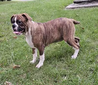 HALF PRICE! Tiger Girl, a male English Bulldog and French Bulldog for sale in Clyde, NY – 1 of 10