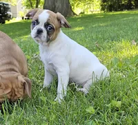 Oscar Pie, a male French Bulldog and Cavalier King Charles Spaniel for sale in Clyde, NY – 5 of 9