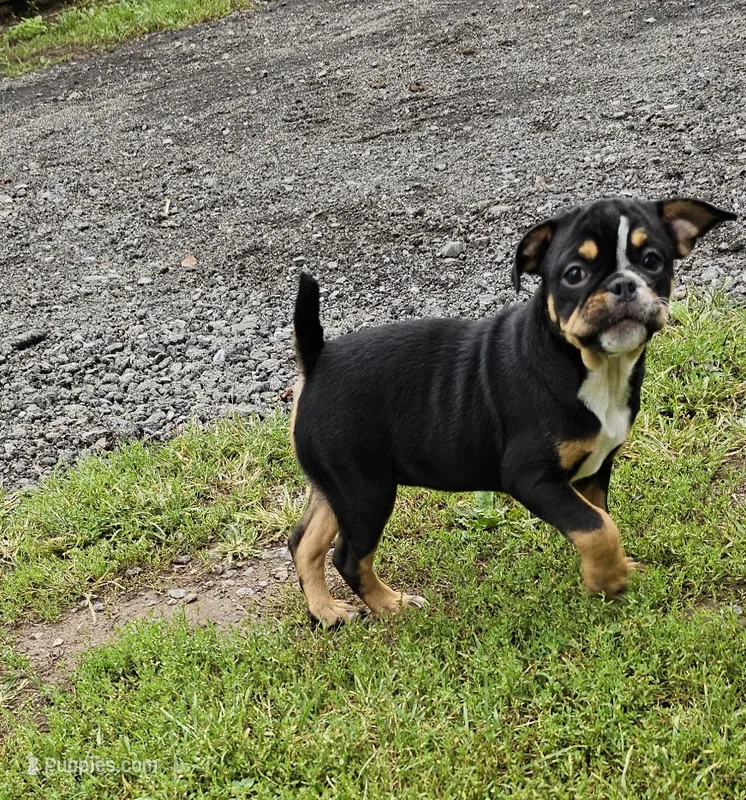 Dolly – English Bulldog, Puggle puppy for sale in Clyde, NY