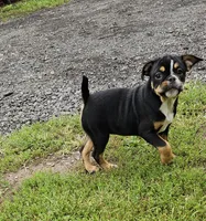 Dolly, a female English Bulldog and Puggle for sale in Clyde, NY – 1 of 3