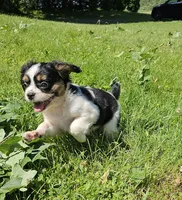 Shelby, a male French Bulldog and Cavalier King Charles Spaniel for sale in Clyde, NY – 8 of 10
