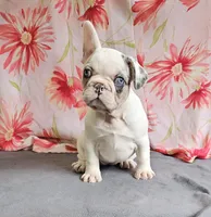 Dottie, a female French Bulldog and Pug for sale in Clyde, NY – 4 of 6