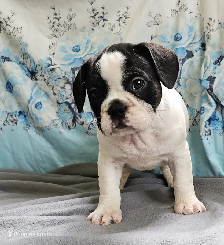 Fallong – French Bulldog, Pug puppy for sale in Clyde, NY
