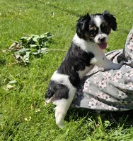 Shelby, a male French Bulldog and Cavalier King Charles Spaniel for sale in Clyde, NY – 3 of 10