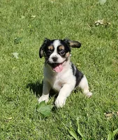 Shelby, a male French Bulldog and Cavalier King Charles Spaniel for sale in Clyde, NY – 2 of 10