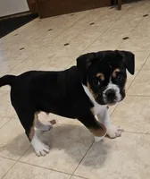 Big Boy Bulldog Blend, a male English Bulldog and French Bulldog for sale in Clyde, NY – Photo 2 of 6