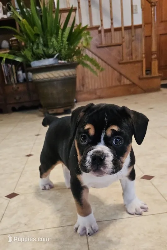 Big Boy Bulldog Blend