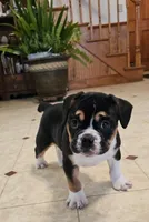 Big Boy Bulldog Blend, a male English Bulldog and French Bulldog for sale in Clyde, NY – Photo 1 of 6