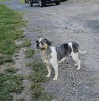 Big Boy Bulldog Blend, a male English Bulldog and French Bulldog for sale in Clyde, NY – Photo 6 of 6