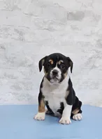 Big Boy Bulldog Blend, a male English Bulldog and French Bulldog for sale in Clyde, NY – Photo 3 of 6