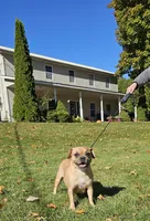 SALE! Sashay, a female French Bulldog and Pug for sale in Clyde, NY – 9 of 10
