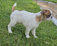 Oscar Pie, a male French Bulldog and Cavalier King Charles Spaniel for sale in Clyde, NY – 7 of 9