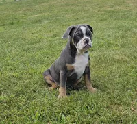 Big Bubba, a male English Bulldog and French Bulldog for sale in Clyde, NY – 4 of 5