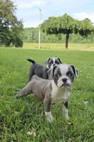 Sashay, a female French Bulldog and Pug for sale in Clyde, NY – 3 of 4