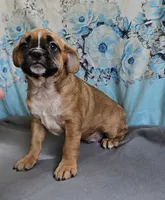 Punkin Pie, a male French Bulldog and Cavalier King Charles Spaniel for sale in Clyde, NY – 1 of 2