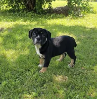 SALE! Dynamo, a male English Bulldog and French Bulldog for sale in Clyde, NY – 4 of 8