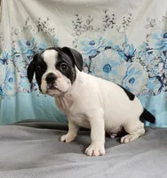 Fallong, a male French Bulldog and Pug for sale in Clyde, NY – 3 of 4