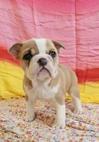 Gold Star Girl, a female English Bulldog and French Bulldog for sale in Clyde, NY – 1 of 8