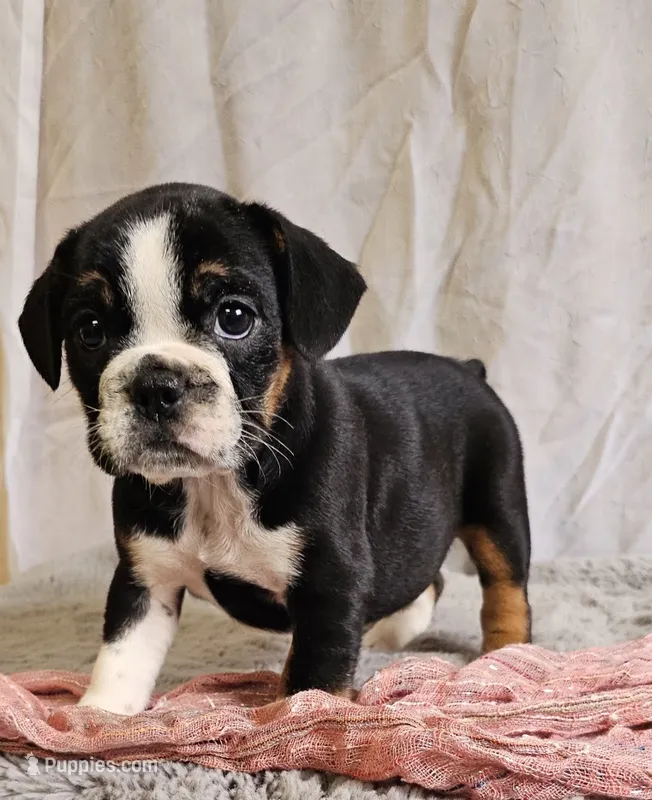 Freelance White Paw – English Bulldog, French Bulldog puppy for sale in Clyde, NY