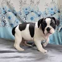 Fallong, a male French Bulldog and Pug for sale in Clyde, NY – 4 of 4