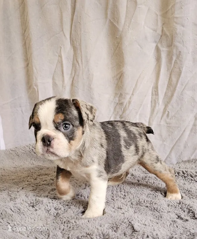 Mini Blue Bulldog – English Bulldog, French Bulldog puppy for sale in Clyde, NY