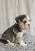 Freelance Blue Bulldog, a male English Bulldog and French Bulldog for sale in Clyde, NY – 4 of 4