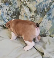 Gold Star Boy, a male English Bulldog and French Bulldog for sale in Clyde, NY – 5 of 7
