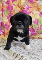SALE! Mini Dolly Dimples, a female English Bulldog and French Bulldog for sale in Clyde, NY – 6 of 8