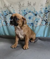 Punkin Pie, a male French Bulldog and Cavalier King Charles Spaniel for sale in Clyde, NY – 2 of 2