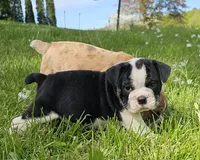 Small Tri Boy, a male English Bulldog and French Bulldog for sale in Clyde, NY – 6 of 9