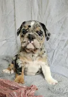 Perfect Mini Bulldog, a female English Bulldog and French Bulldog for sale in Clyde, NY – 7 of 7