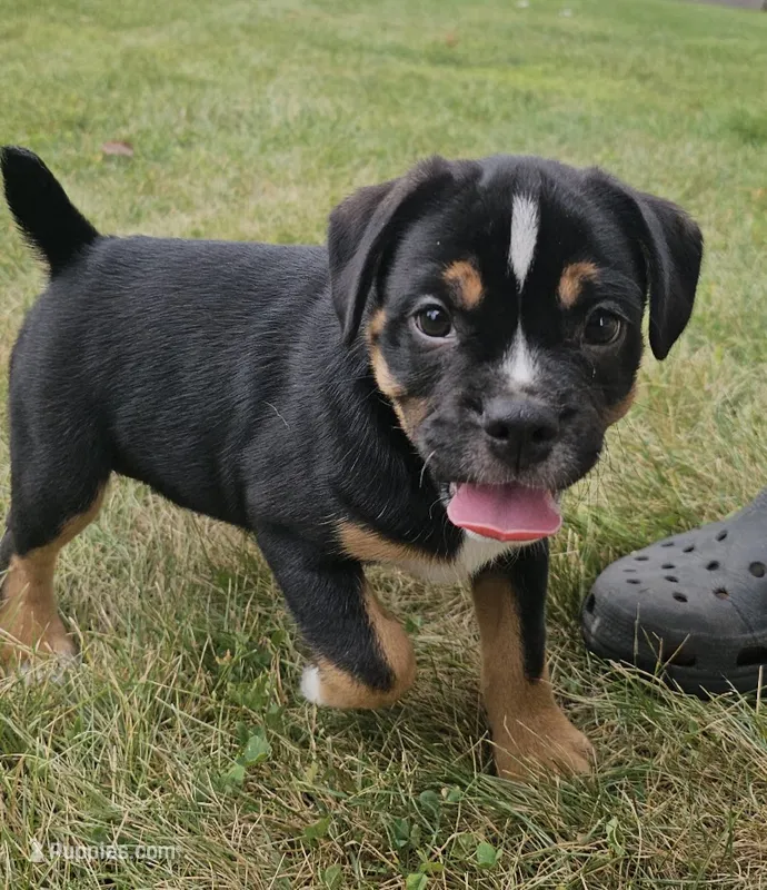 Benny – English Bulldog, Puggle puppy for sale in Clyde, NY