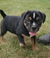 Benny, a male English Bulldog and Puggle for sale in Clyde, NY – 1 of 5