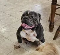 Rollo, a male English Bulldog and French Bulldog for sale in Clyde, NY – 8 of 8