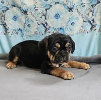 Modge, a male French Bulldog and Cavalier King Charles Spaniel for sale in Clyde, NY – 2 of 8