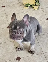 SALE! Captain Jack , a male French Bulldog and Pug for sale in Clyde, NY – 7 of 8