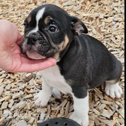 Bulldog Blend Black Tri, a male English Bulldog and French Bulldog for sale in Clyde, NY – Photo 4 of 10