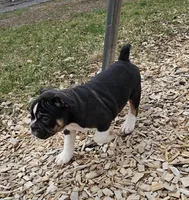 Bulldog Blend Black Tri, a male English Bulldog and French Bulldog for sale in Clyde, NY – Photo 9 of 10
