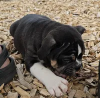 Bulldog Blend Black Tri, a male English Bulldog and French Bulldog for sale in Clyde, NY – Photo 10 of 10