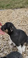 Bulldog Blend Black Tri, a male English Bulldog and French Bulldog for sale in Clyde, NY – Photo 5 of 10