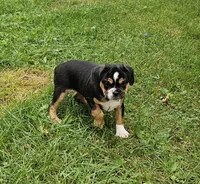 Punchie, a male English Bulldog and French Bulldog for sale in Clyde, NY – 3 of 3
