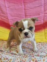 Gold Star Girl, a female English Bulldog and French Bulldog for sale in Clyde, NY – 2 of 8