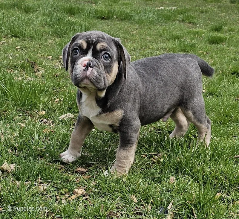 Bumble  – English Bulldog, French Bulldog puppy for sale in Clyde, NY