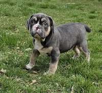 Bumble , a male English Bulldog and French Bulldog for sale in Clyde, NY – Photo 1 of 2