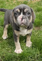 Bumble , a male English Bulldog and French Bulldog for sale in Clyde, NY – Photo 2 of 2