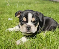 Mini Bulldog Boy Black Tri, a male English Bulldog and French Bulldog for sale in Clyde, NY – 2 of 2
