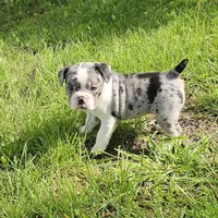 Merle tri Girl MINI, a female English Bulldog and French Bulldog for sale in Clyde, NY – 5 of 8